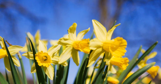 Struck by Hay Fever? Your Liver Might Benefit from Extra Support