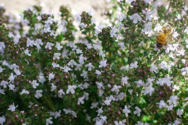 Spotlight on Thyme