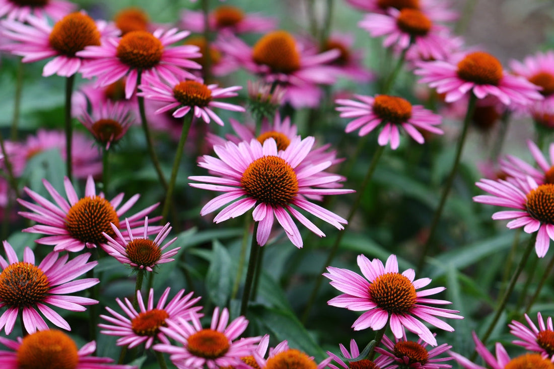 Echinacea and Immune Wellbeing