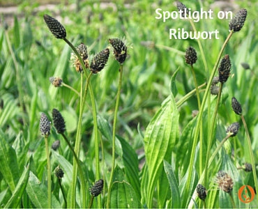 Spotlight on Ribwort