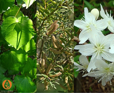 The unique therapeutic properties of New Zealand’s native herbs were ...