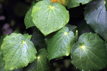 The Botanical NZ Native Superstar - Kawakawa