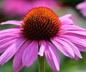 Echinacea and Immune Wellbeing