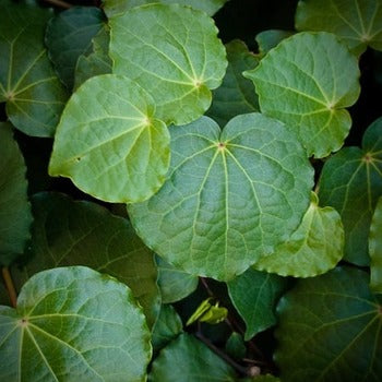 Tasty Kawakawa Recipes to Help Aid Digestion