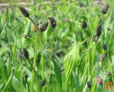 Spotlight on Ribwort