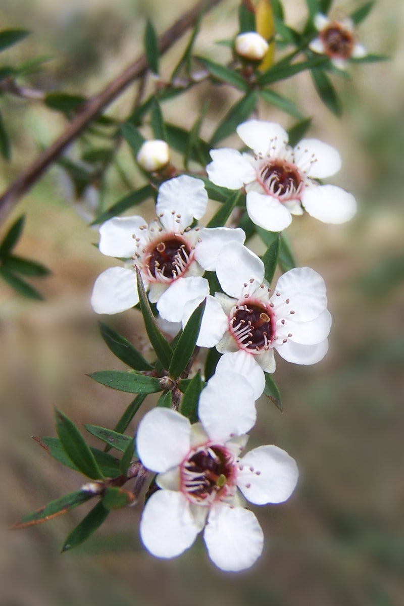 Mānuka Herb Profile | Kiwiherb Australia – Kiwiherb AU