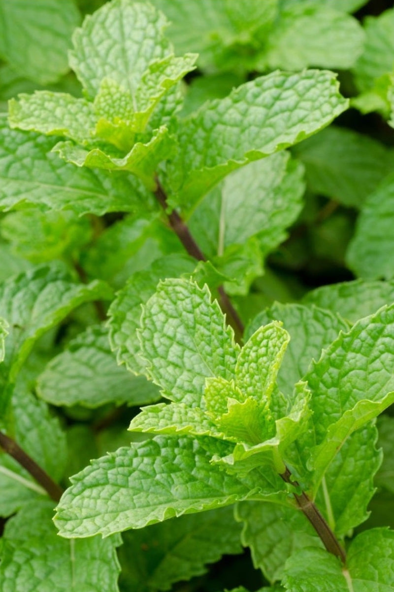 Peppermint Herb Profile | Kiwiherb Australia – Kiwiherb AU
